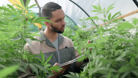 man inspecting cannabis plants in greenhouse
