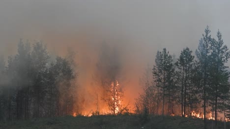 El-Viento-Alimenta-Las-Llamas-Altas-Mientras-Se-Propaga-Ferozmente-A-Través-De-La-Maleza-Del-Bosque