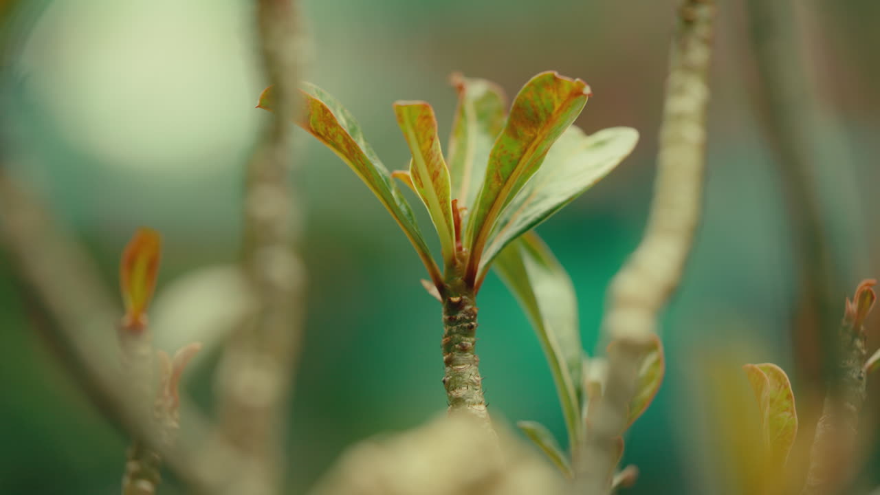 las ramas de los árboles se extienden a la luz del sol