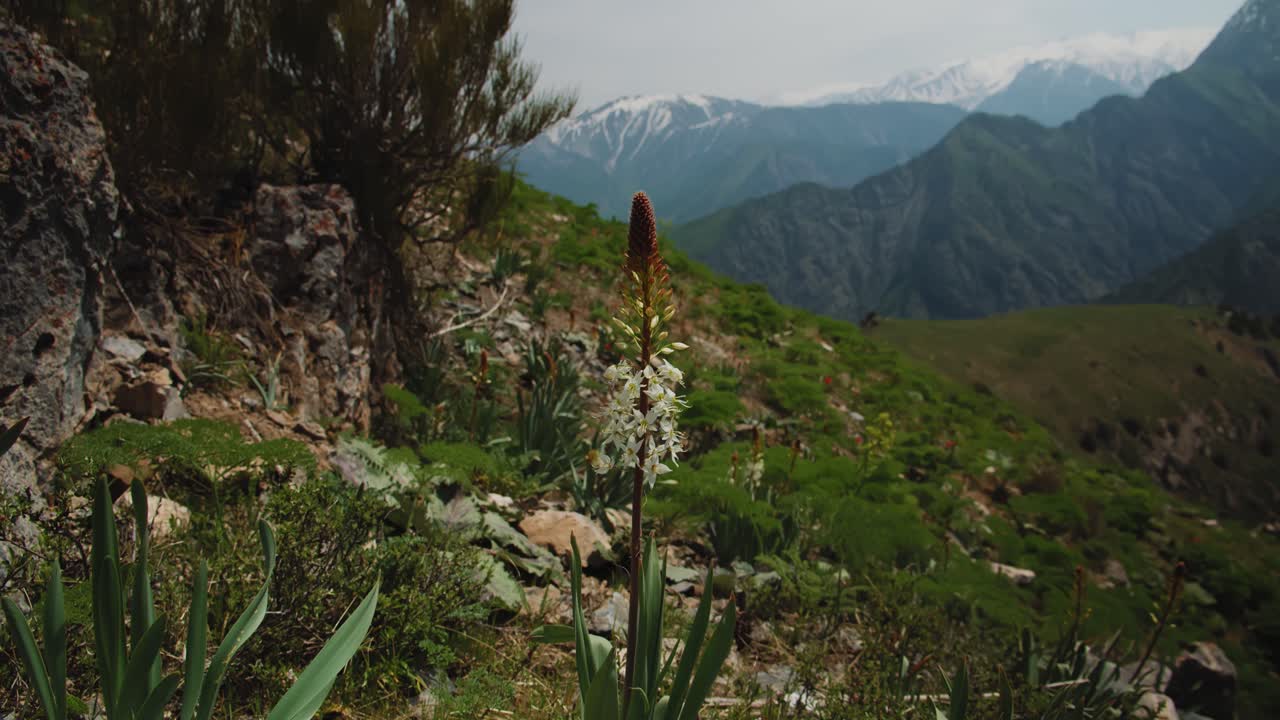 eremurus planta montañas de uzbekistán