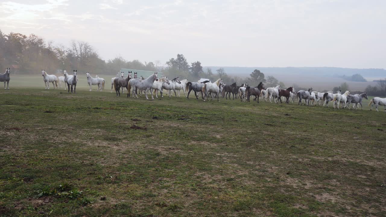 Campo lungo di cavalli Lipizzani che corrono nel campo al mattino.