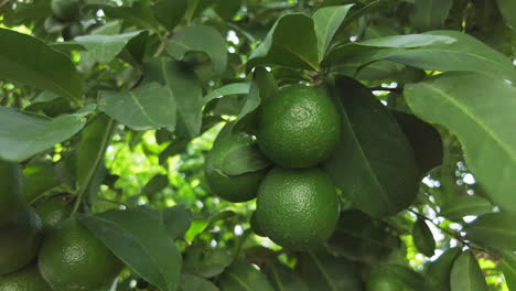 fresh lemons on the tree.