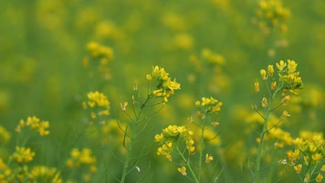 Cabbage-white-butterfly-gracefully-pollinates-golden-yellow-rapeseed-flowers,-gently-swaying-in-the-breeze,-fluttering-its-wings-and-fly-away,-close-up-shot-showcasing-the-beauty-of-nature