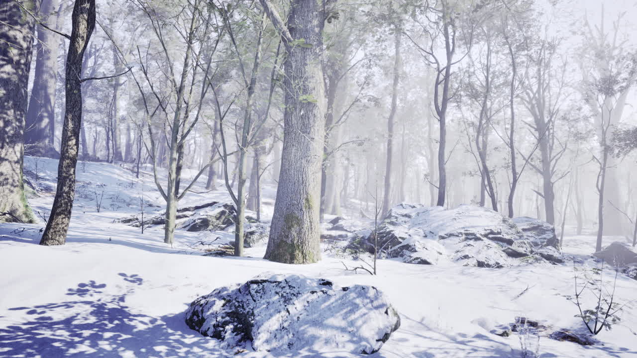 Winter wonderland in a serene forest with snow covered ground and trees