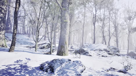 winter wonderland in a serene forest with snow covered ground and trees
