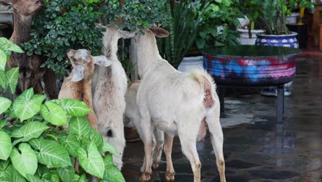 goats exploring and interacting in a garden