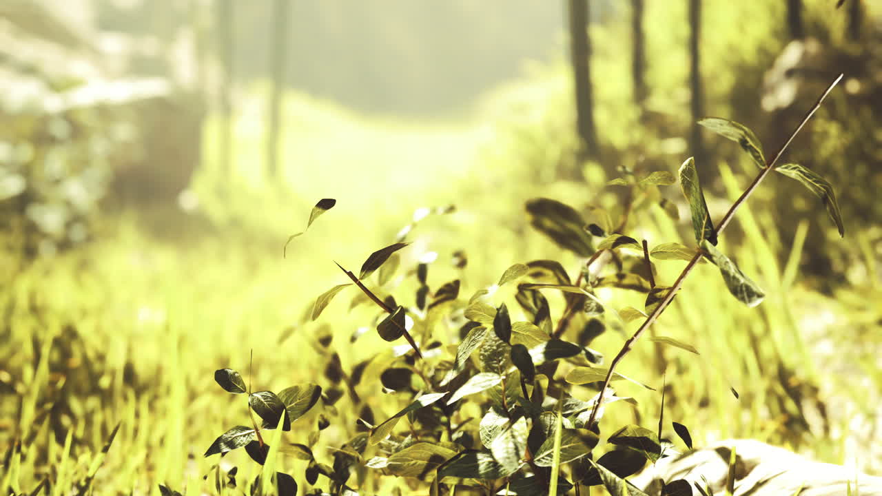 Bright green plants in a sunlit forest glade during early morning hours