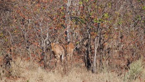 Two-Impalas-Antelopes-Roaming-Around-Savanna-During-Sunny-Day-In-Southern-Africa