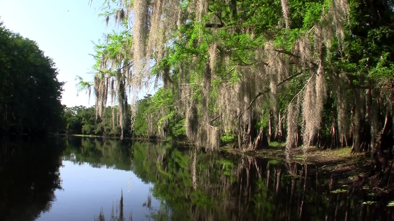 플로리다 에버글레이즈를 통해 보트에서 pov
