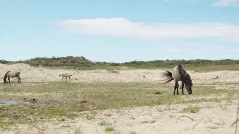 Wild-horses-grazing-on-sunny-day