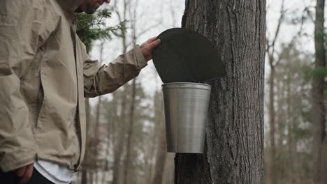 guy checking maple syrup bucket for sugar water