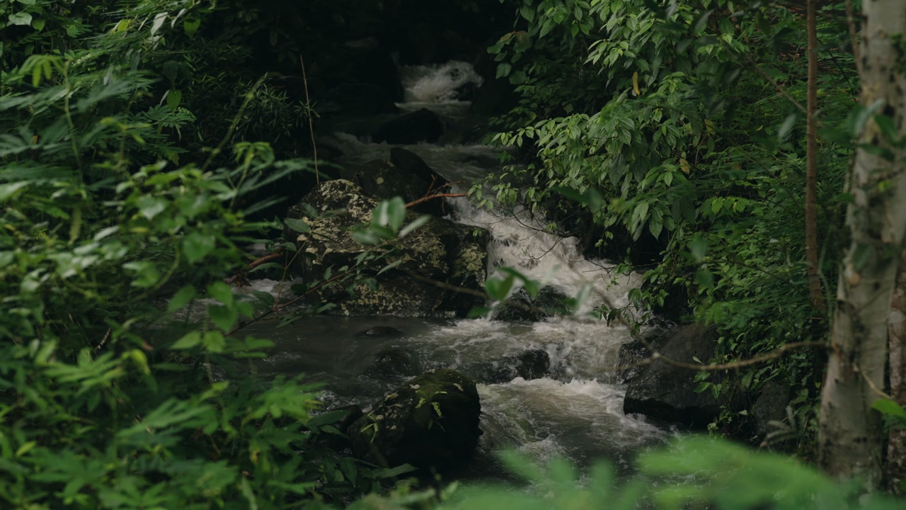 Clear river water flowing through a tropical forest surrounded by natural rocks and lush green plants, creating a peaceful atmosphere with fresh nature, soft movement, and relaxing scenery.