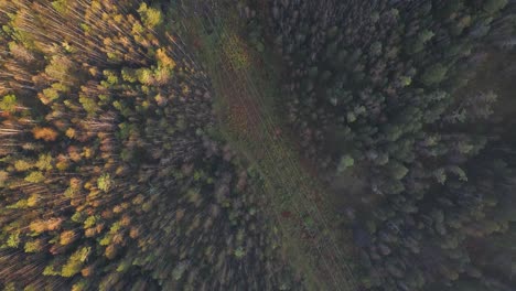 aerial view of autumn forest