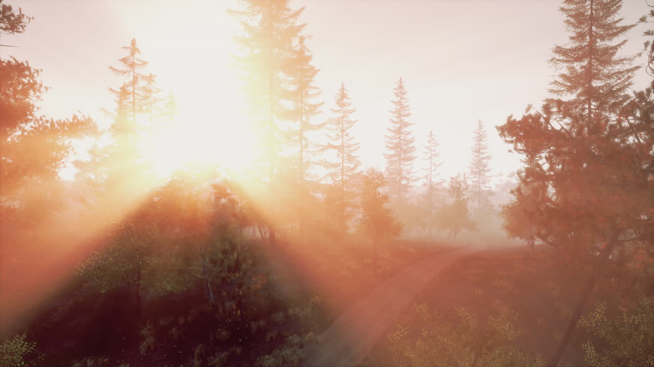 el amanecer sobre un camino de bosque brumoso