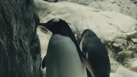 Primer-Plano-De-Pingüinos-Papúa-En-El-Acuario-De-Osaka-En-Osaka,-Japón