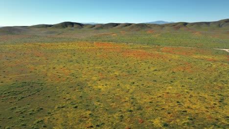 Drone-shot-flying-over-Antelope-Valley-Poppy-Reserve-in-California