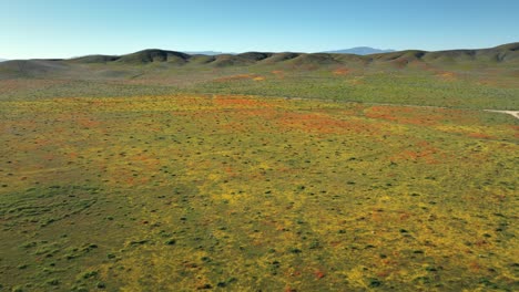 un avión no tripulado volando sobre la reserva de amapola del valle del antílope en california