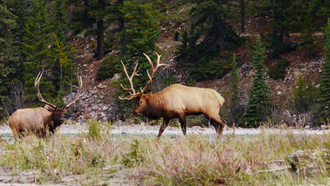 two large bull elk in rut graze with females by river bank