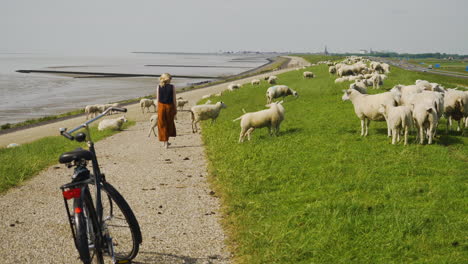 un ciclista se detuvo para mirar las ovejas pastando al costado de la carretera en un dique cerca de harlingen, frisia