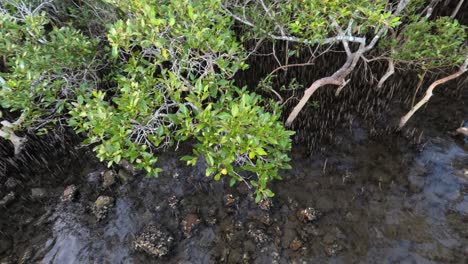 aerial view of lush mangrove forest