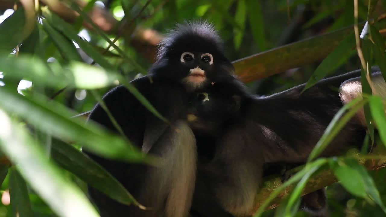 mono de hoja oscura, trachypithecus obscurus, abrazándose unos con otros en el parque nacional kaeng krachan