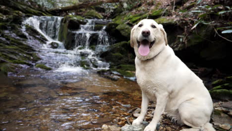 Sitting-White-Labrador-Retriever-poses-for-camera-along-mountain-stream-shot-in-slow-motion