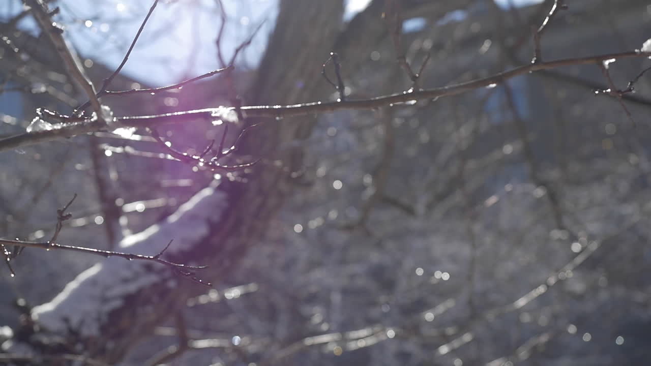 빛 속 의 눈 인 가지 들