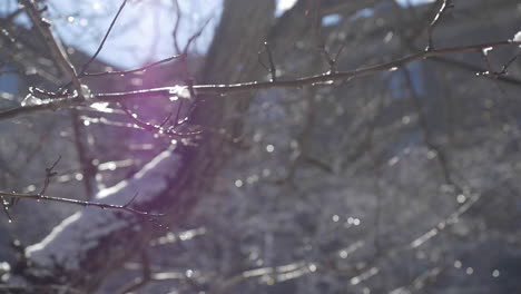 snowy branches in sunlight