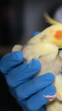 a person gently cradles a small bird showcasing care and connection. in this video, an individual gently cradles a small yellow and brown bird, showcasing a moment of care and connection with nature