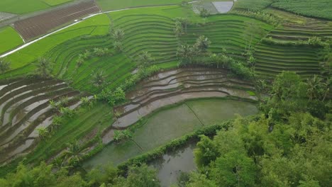 Toma-Aérea-De-Un-Campo-De-Arroz-En-Terrazas-Cubierto-Por-Una-Planta-De-Arroz-Verde-Con-Algunos-Cocoteros