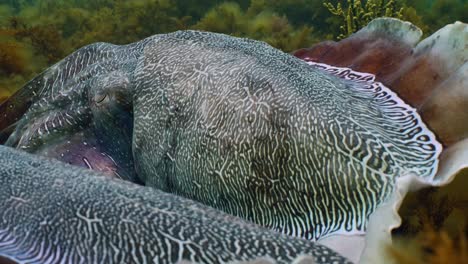 Giant-Australian-Cuttlefish-Sepia-apama-Migration-Whyalla-South-Australia-4k-slow-motion,-mating,-laying-eggs,-fighting,-aggregation,-underwater