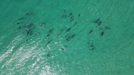 imágenes aéreas de drones de arriba hacia abajo de una manada de delfines relajándose en las claras aguas turquesas del oeste de australia