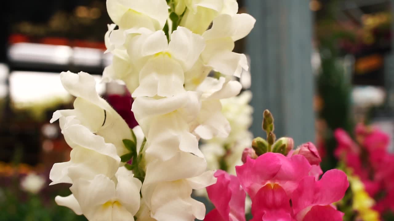 슬로우 모션의 키 큰 꽃