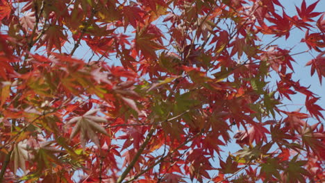 Red Maple Leaves Against Clear Sky During Autumn Season In South Korea