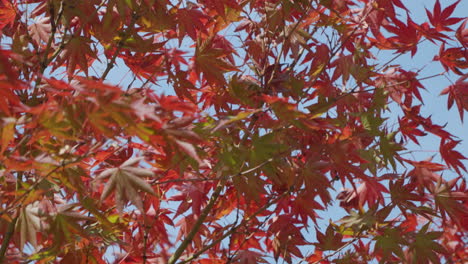 red maple leaves against clear sky during autumn season in south korea