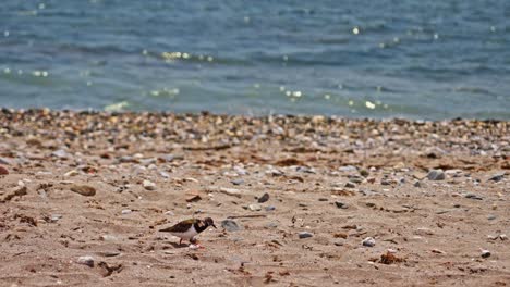 toma en cámara lenta de lavandera en la playa