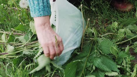 la mano de una mujer pone una ortiga verde recogida en una bolsa de plástico biodegradable en el campo en verano