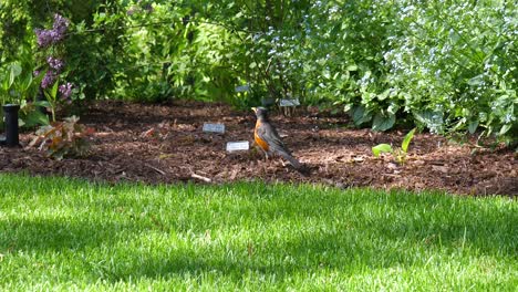 Robin Songbird Close Up in Garden Hopping Away - Ontario Canada