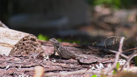 Male-Eastern-Fence-Lizard-stands-still-in-warm-sunlight,-chest-moving-from-breathing,-blinks-eyes