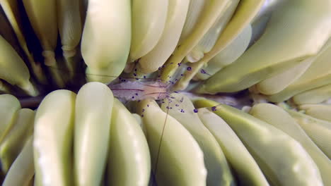 Pequeños-Camarones-Coralinos-Bajo-El-Agua