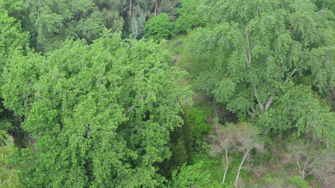 Following aerial movement from a van vehicle running beside lush green trees near rural riverside.