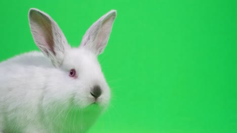 close-up of a white rabbit on a green screen