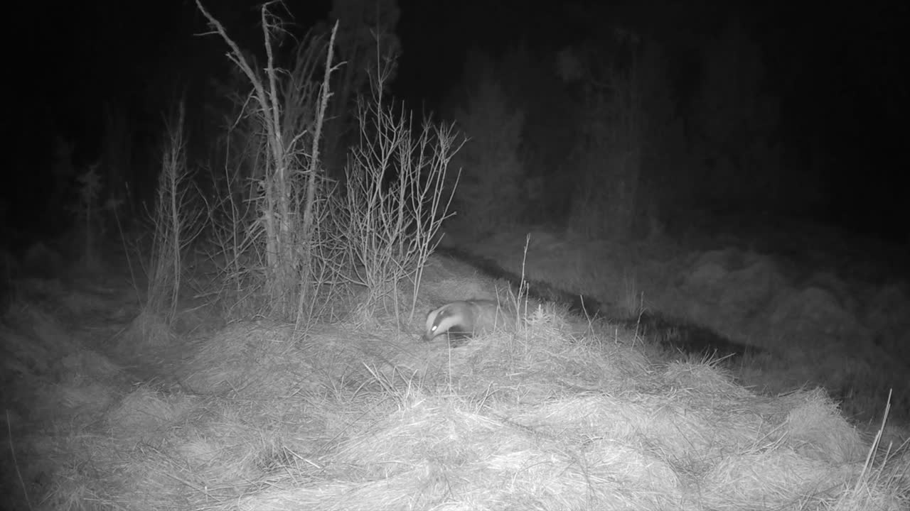 European badger (Meles meles) crossing a small stream at night. Saaremaa, Estonia.