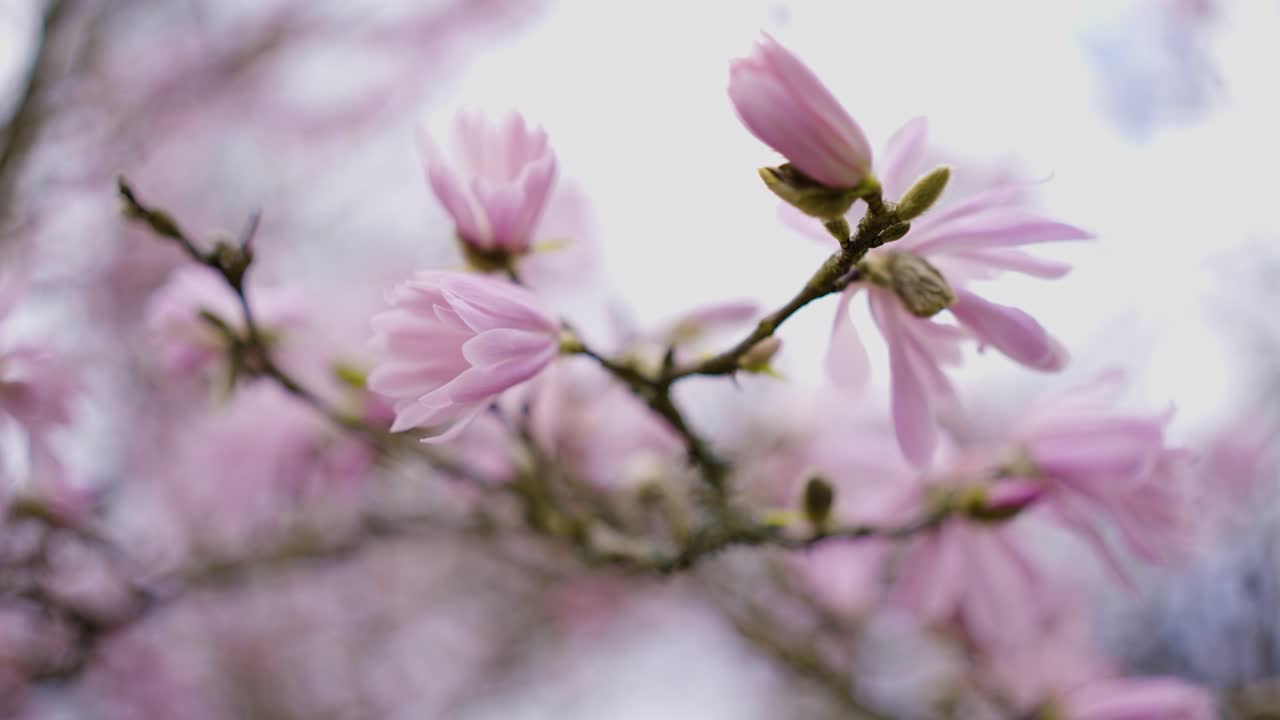 Beautiful Pink Magnolia Blossoms