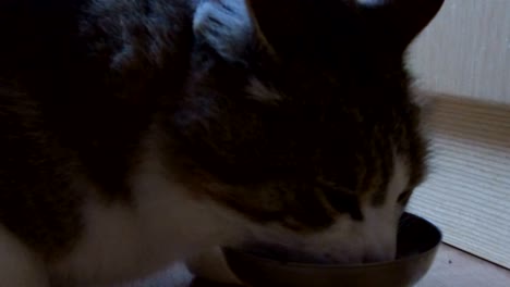 primer plano de un gato doméstico