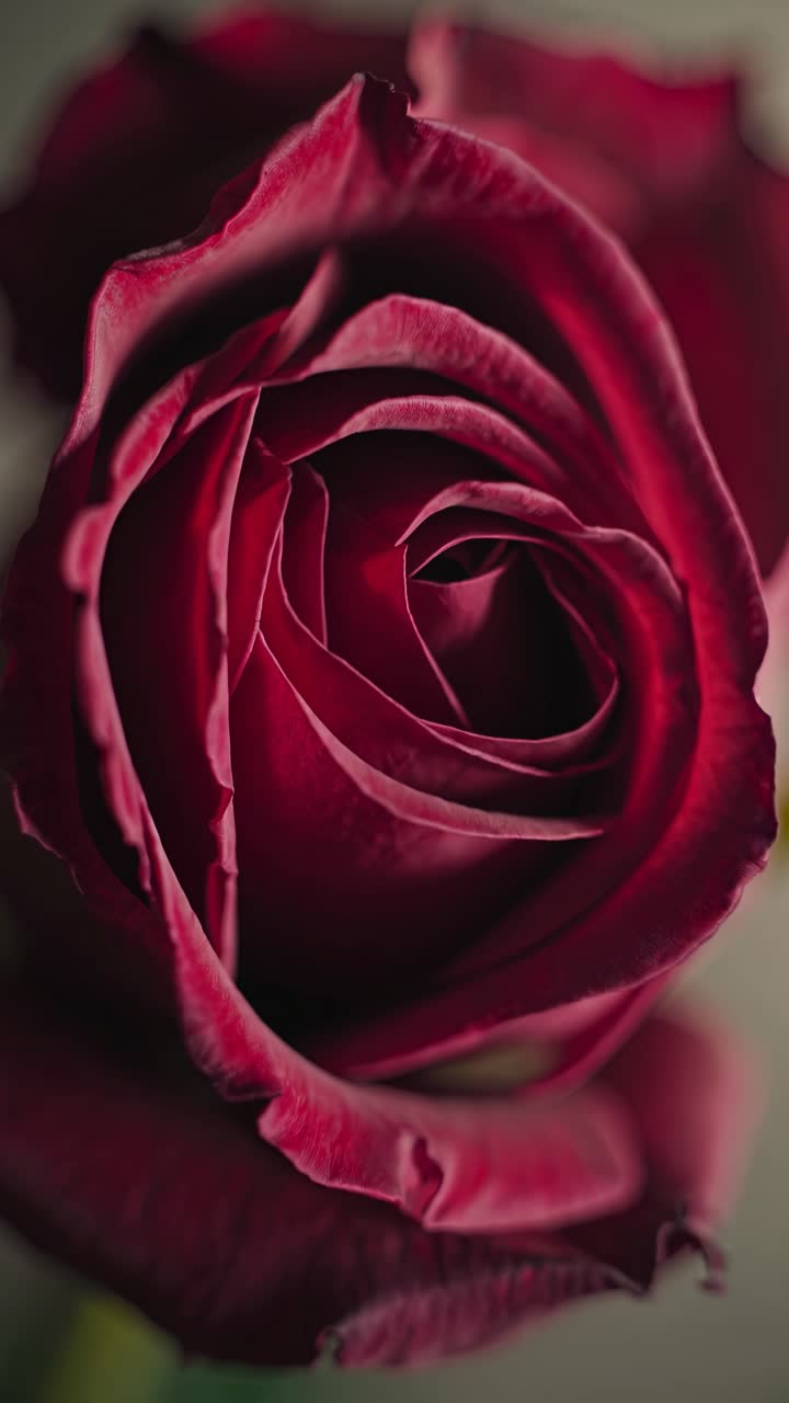Primo piano di una rosa rossa con luce soffusa, catturato da un'angolazione laterale.