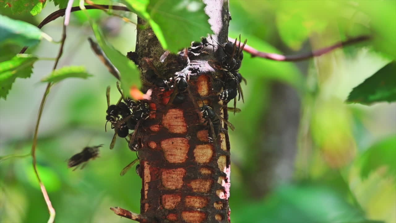 Close view of paper wasps foraging on birch tree bark.