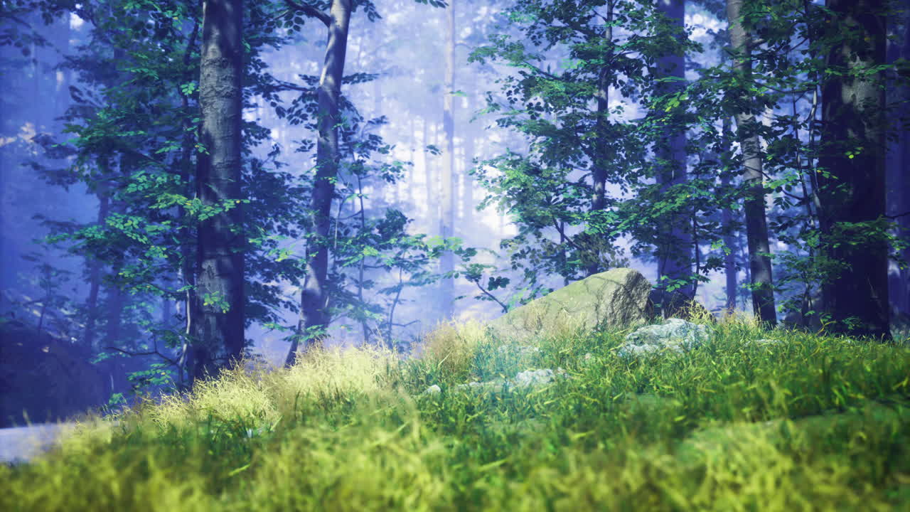 Morning light shining through trees in a serene forest setting