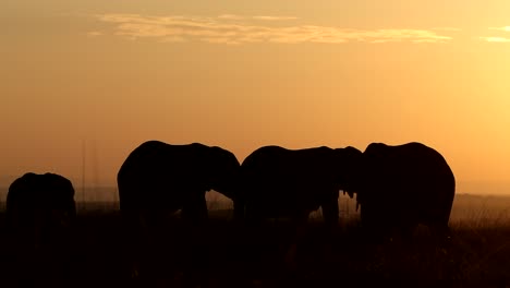 africa's gentle giants - elephants silhouette in kenya