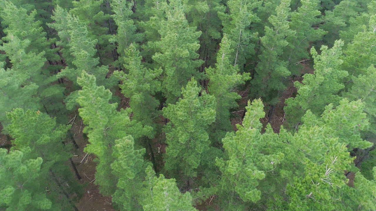 tiro de paralaje aéreo sobre kuitpo forrest en adelaide, sur de australia